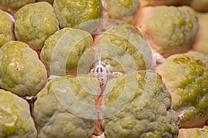 White Scale Insect