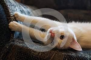 White cat sharpens claws on the sofa
