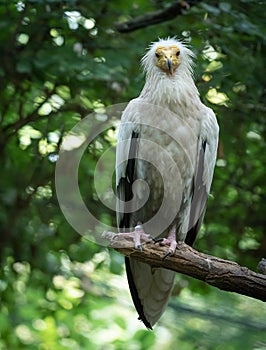 White scavenger vulture laid on a branch