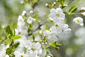 White and scented white cherry blossoms