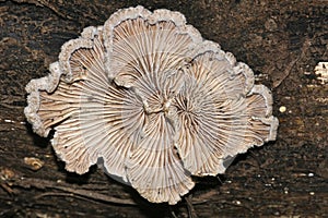 White Schizophyllum commune, splitgill mushroom photo