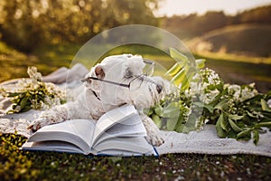 White schnauzer dog wearing glasses and reading a book