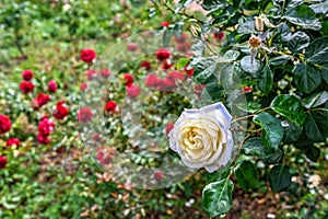 White Schneewittchen rose flower on green leaves background