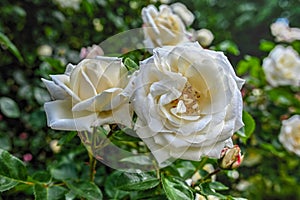 White Schneewittchen rose flower on green leaves background