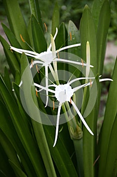 White Schnhutchen Hymenocallis latifolia flower