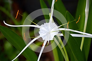 White Schnhutchen Hymenocallis latifolia flower