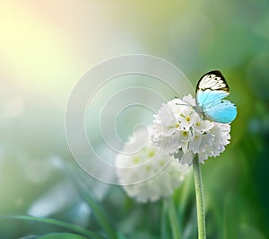 White scope flowers with green grass background and butterfly