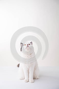 White Scottish Fold cat