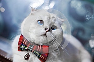 White Scottish fold cat, blue eyes