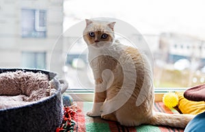 White scottish fold cat, very close up portrait. A cat with a marble color sits on a wooden windowsill.