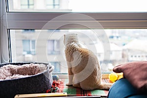 White scottish fold cat, very close up portrait. A cat with a marble color sits on a wooden windowsill.