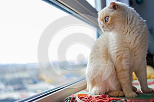 White scottish fold cat, very close up portrait. A cat with a marble color sits on a wooden windowsill.