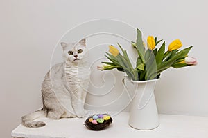 White Scottish Straight cat sitting next to a bouquet of flowers and a nest of Easter eggs