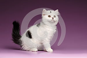 White Scottish straight Kitten Sits and Looking up on Purple