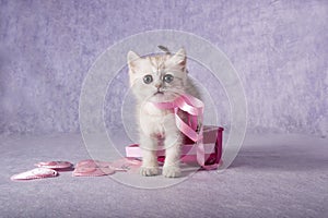 White Scottish straight kitten standing next to a bouquet of flowers