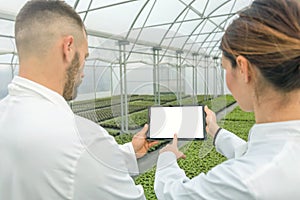 White screen Tablet greenhouse. Agricultural Engineers using tab