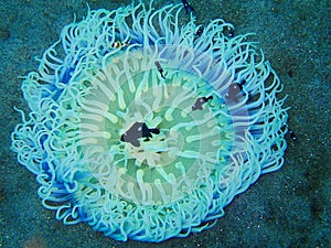 White Sea Anemone