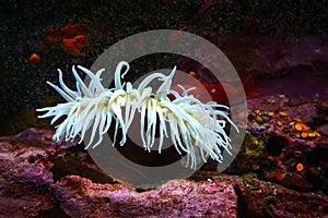 White Sea Anemone Pacific Ocean