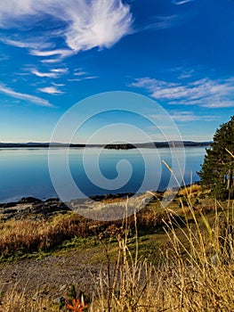 The White Sea coast with trees in the foreground and stones in the water on a sunny day. Karelia.