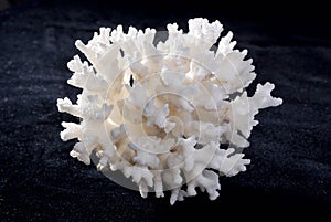 White sea coral