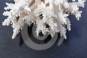 White Sea Coral on a black background