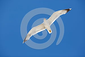 White sea gull flying in the blue sunny sky