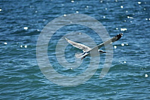 White sea gull flying in the blue sunny sky over crystal blue sea