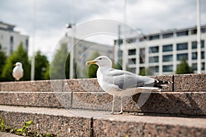 White sea gull on the granite steps