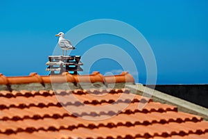 White sea gull sitting on stone roof