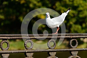 A white sea gull stands on the handrail