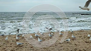 White sea gulls sand circling patching air beach seashore waves weather