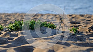 White sea sand with some green grass