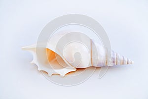 White sea shell