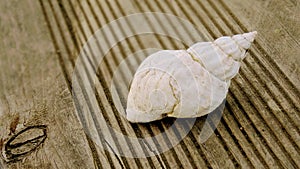 White sea shell abandoned on used teck plank