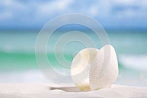 White sea shell on beach sand