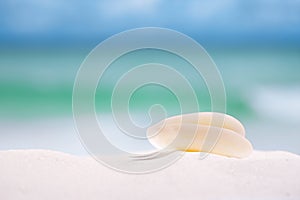 White sea shell on beach sand and sea