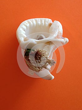 White Sea Shell with Coral Attached