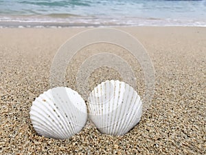 White sea shell on sand beach over seascape background. Relax in tropical sea concept.