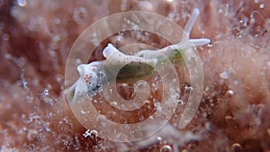 White sea slugnudibranch - Elysia timida