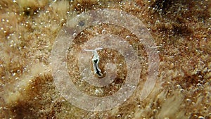 White sea slugnudibranch - Elysia timida