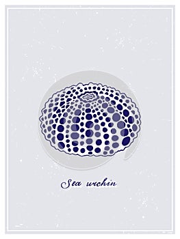 White Sea Urchin with blue spots. Vintage style poster. Hand drawn graphic design collection. Vector illustration.