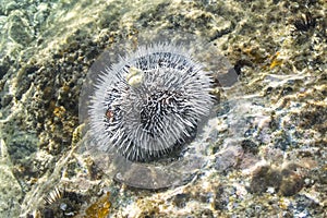 White sea urchin on Caribbean reef