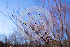 White sea; Yagry, spring. The flowers of pussy willow closeup with drops of rain