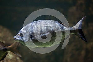 White seabream Diplodus sargus