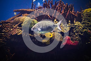 White seabream fish underwater in sea