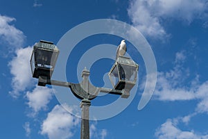 White seagull bird chirping on light pole