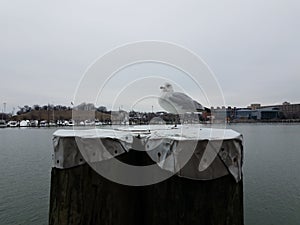 White seagull bird on wood pier in Baltimore harbor