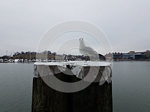 White seagull bird on wood pier in Baltimore harbor