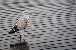 White Seagull bird on a wooden pier