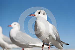 White Seagull birds in eye focusing